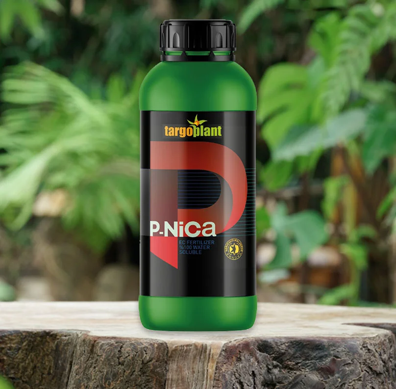 P-NICA